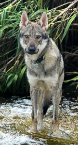 Autumn Kaos Wolf Journey